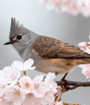 樱花枝上的小鸟特写3024#横屏 