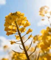 油菜花蓝天白云自然风景素材3263#横屏 