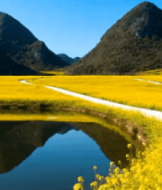 油菜花田山水自然风光5287#横屏 