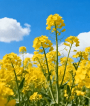 油菜花田蓝天白云风景3156#横屏 