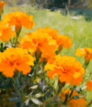 油画风橙色花朵1962#横屏 