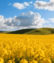 油菜花田自然风光全景3205#横屏 