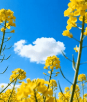 油菜花田蓝天白云自然景观1817#横屏 