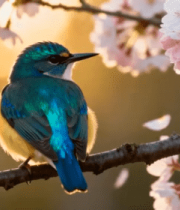 樱花枝上小鸟背影42#横屏 