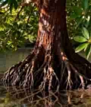  水边红树林树根特写2093#横屏 	 - 