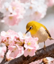 樱花树上小鸟觅食素材4837#横屏 