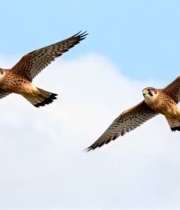  双隼蓝天飞翔画面2855#横屏 	 