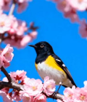 樱花枝头小鸟栖息画面2504#横屏 