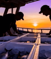 民在渔船上整理海鲜3777#横屏 