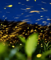 夜晚飞舞的萤火虫近景3158#横屏 