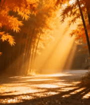 阳光照耀下的竹林小道(1)1144#横屏 