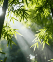 阳光照耀下的竹林景致1544#横屏 