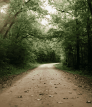 阳光照耀下的森林小路4032#横屏 