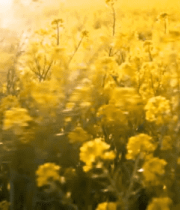 阳光照耀下的油菜花田278#横屏 