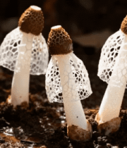 野外竹荪菌类特写5386#横屏 