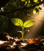 阳光中树林里的绿植幼苗1682#横屏 