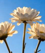 阳光下绽放的白色菊花5503#横屏 