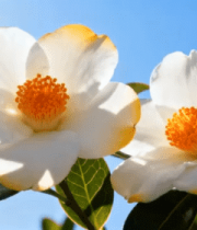 阳光下盛开的白色花朵 ()105#横屏 