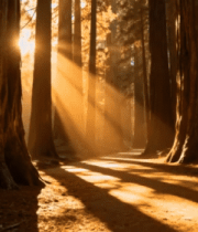阳光照耀下的森林树林景象3123#横屏 