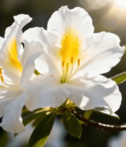 阳光下盛开的白色花朵(1)2100#横屏 