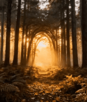 阳光照耀下的森林美景304#横屏 