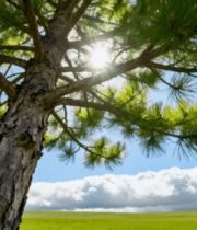 阳光下的松树与草原风景2912#横屏 