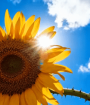 阳光下绽放的向日葵1055#横屏 