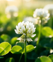 阳光下的三叶草特写382#横屏 