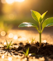 阳光下破土而出的嫩绿幼苗2261#横屏 