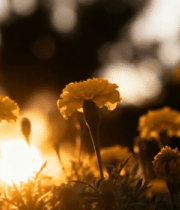  少数民族女子果园采摘猕猴桃1808#横屏 	 