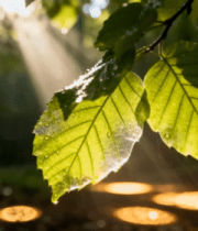 阳光照射森林中带水珠的树叶83#横屏 