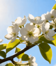 阳光下绽放的梨花枝头3464#横屏 