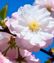  盛开的樱花特写39#横屏 	 