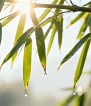 阳光下带水珠的竹叶特写4454#横屏 