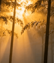 阳光洒下的竹林景象3938#横屏 