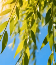 阳光下的柳树枝叶400#横屏 