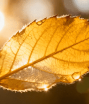 阳光下带水珠的金黄树叶324#横屏 