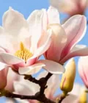  盛开的玉兰花特写2720#横屏 	 