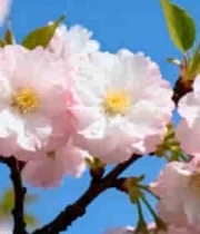  盛开的粉色樱花特写2209#横屏 	 