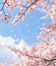  盛开樱花树蓝天白云背景605#横屏 	 