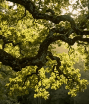 光透过树林洒在树枝上3804#横屏 