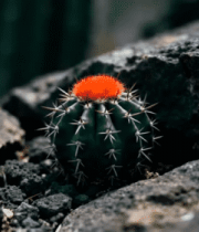 岩石间的红色顶部仙人球2053#横屏 