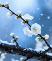 雪中绽放的白色梅花520#横屏 