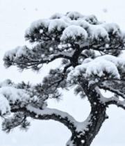 中松树特写5105#横屏 