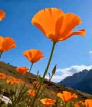  山坡上盛开的橙色花朵2160#横屏 	 