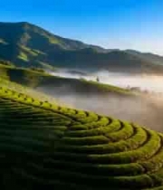  山间茶园清晨美景1387#横屏 	 -