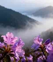  山间带露杜鹃花自然风光(1)1721#横屏 	 - 