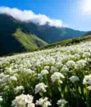  山间花海自然风光1061#横屏 	 