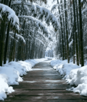 雪后竹林中的木质小径4518#横屏 