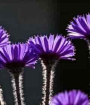  紫色花朵特写320#横屏 	 